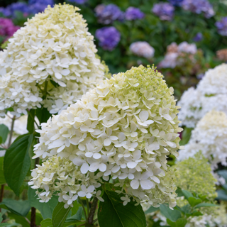 Hydrangea-paniculata