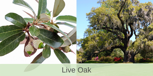 live oak shade trees