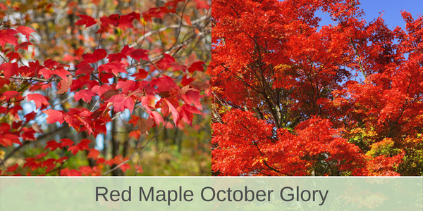 red maple october glory shade trees
