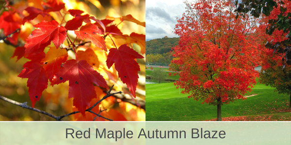 red maple autumn blaze shade trees