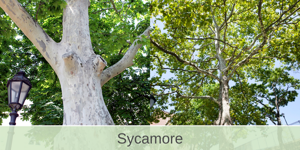 sycamore tree 