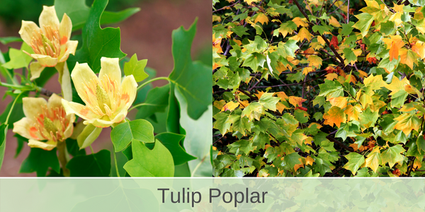 tulip poplar