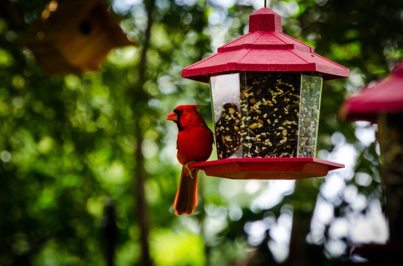 bird standing on bird feeder