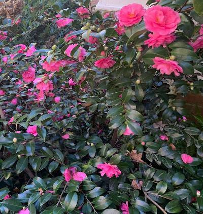Camellia sasanqua ‘Shishigashira’ (Kathy’s)