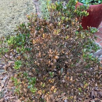 Freeze Damaged Gardenia