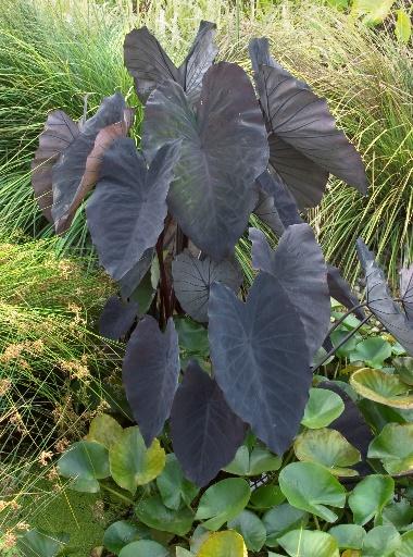 *Colocasia Esculenta ‘Black Magic’