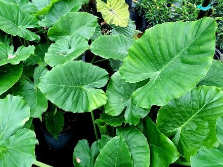 *Alocasia Odora AKA Night-Scented Lily