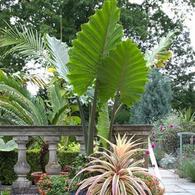 *Alocasia Portora