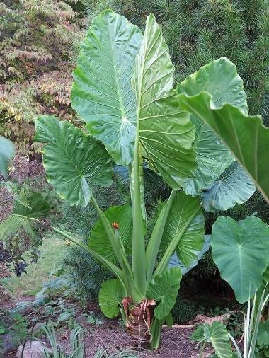 Alocasia Calidora