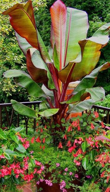 Red Abyssinian, Ensete ventricosum