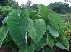 Colocasia Esculenta