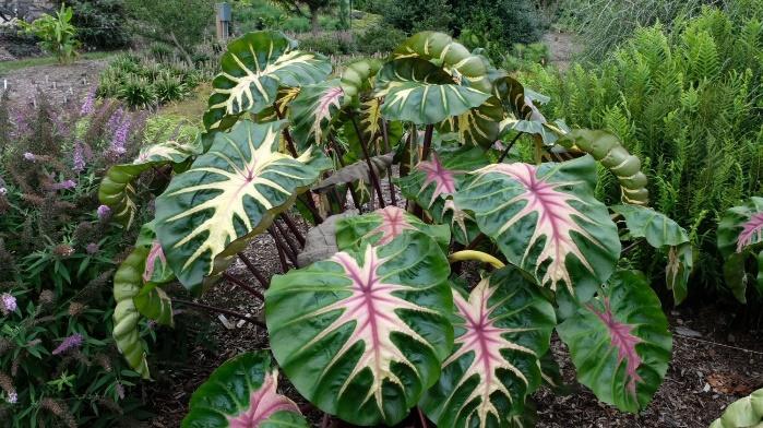 *Colocasia Esculenta ‘Waikiki