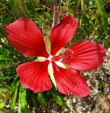 red hibiscus flower in grass