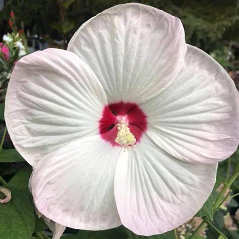 white flower with red center