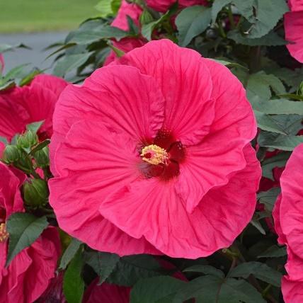 pink flower with green leafs in the background