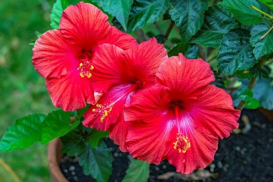 red hibiscus flower