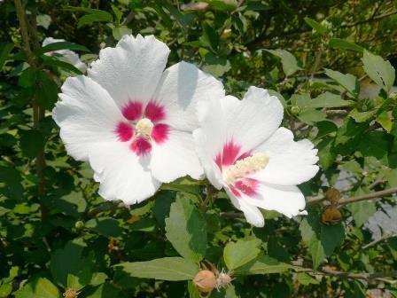 Rose of Sharon