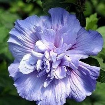 purple hibiscus flower