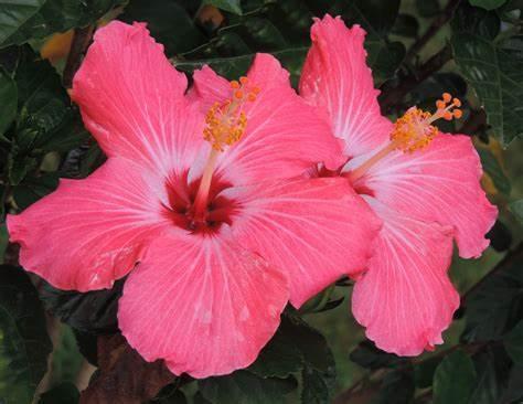 pink hibiscus flower