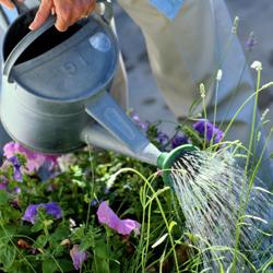 watering can in garden