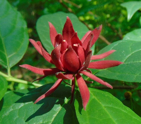 10 Seeds Strawberry Shrub Sweetshrub Calycanthus Floridus - Other Seeds ...