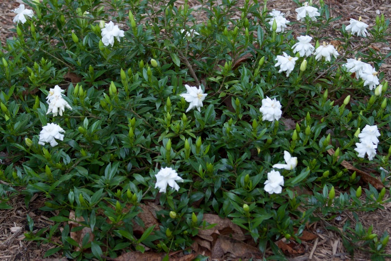 153-365 020610 dwarf gardenia blooming | David Stabler | Flickr