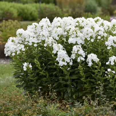 A bush of white flowers Description automatically generated