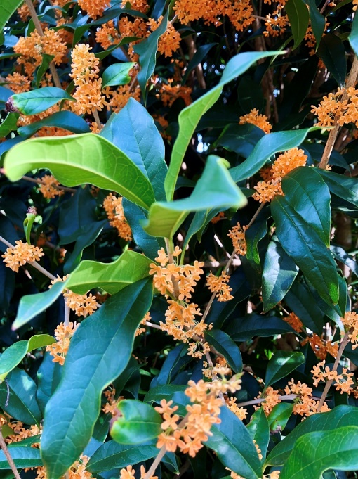 'Aurantiacus' Leaves & Flowers - Wake Co., NC