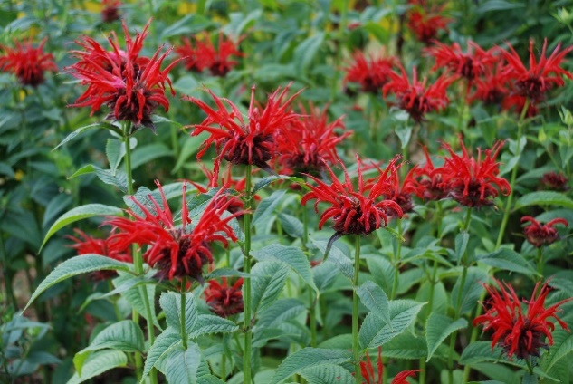 Bee Balm Care in Vermont