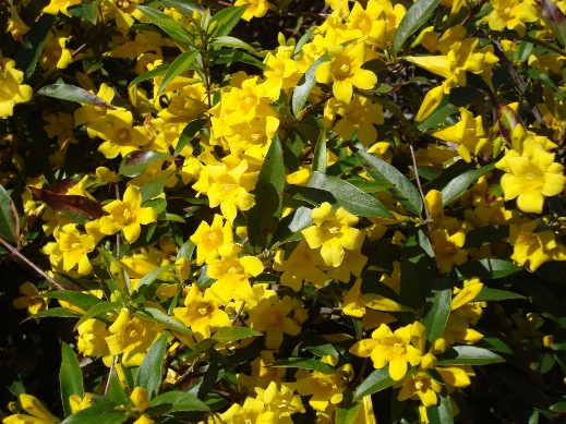 Carolina Jessamine: Vine of the South. | HeySmokies