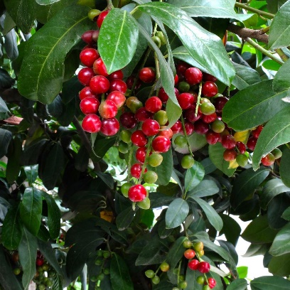 Cherry Laurel Shrubs for Sale– FastGrowingTrees.com