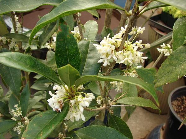 Close up of leaves and flowers