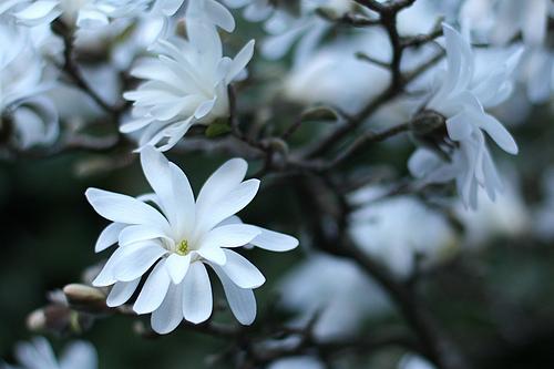 Magnolia stellata