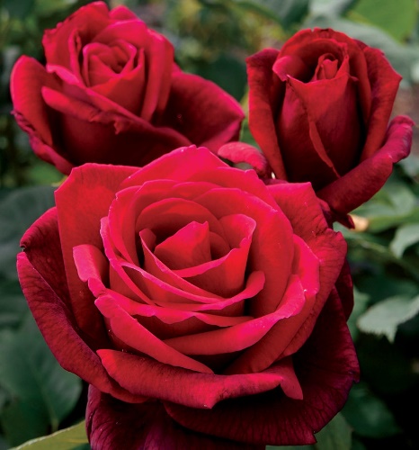 Mr. Lincoln rose seeds 10 count germination instructions image 1