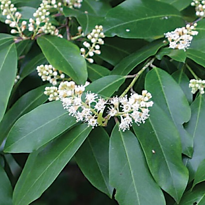 PlantFiles Pictures: Carolina Cherry Laurel 'Compacta' (Prunus ...