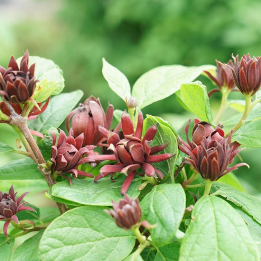 Simply Scentsational® Sweetshrub Flowers and Foliage