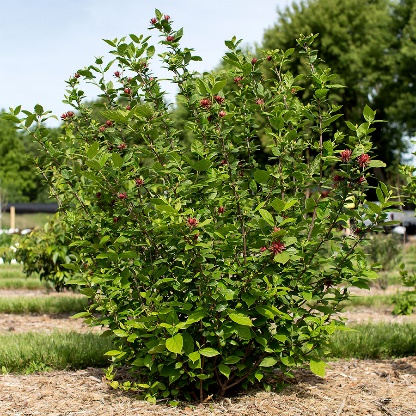 Sweetshrub | Plant Profile – Sylvan Gardens Landscape Contractors