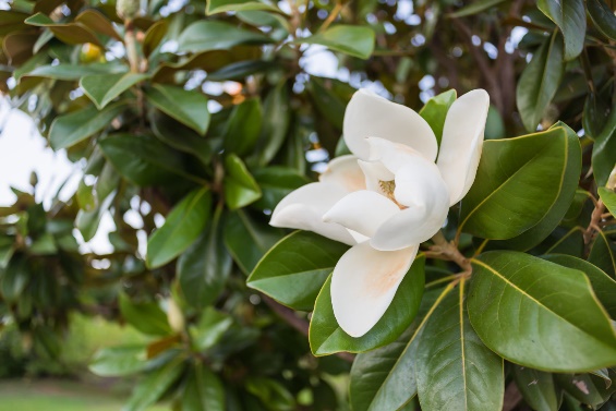 What to Plant Under a Southern Magnolia – P. Allen Smith