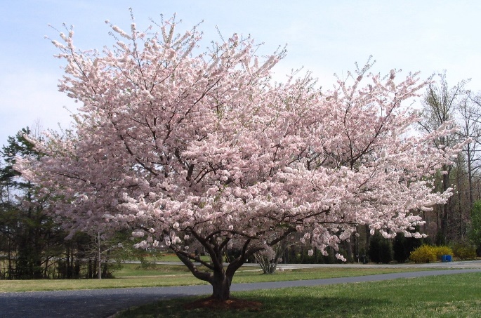 Yoshino Cherry Trees for Sale | BrighterBlooms.com