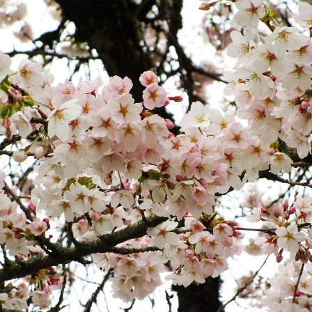 Yoshino Cherry Trees for Sale | BrighterBlooms.com