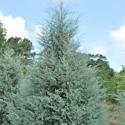 Arizona Cypress Carolina Sapphire
