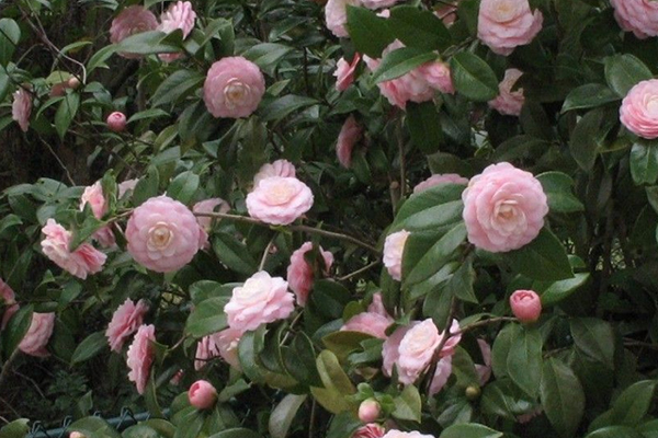 Camellia japonica 'Pink Perfection'  