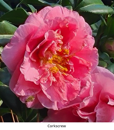 Camellia Corkscrew
