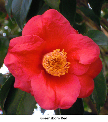 Camellia Greensboro Red