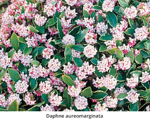 Daphne aureomarginata