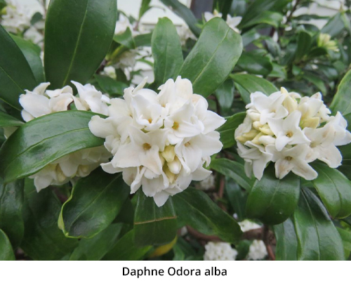 Daphne Odora alba
