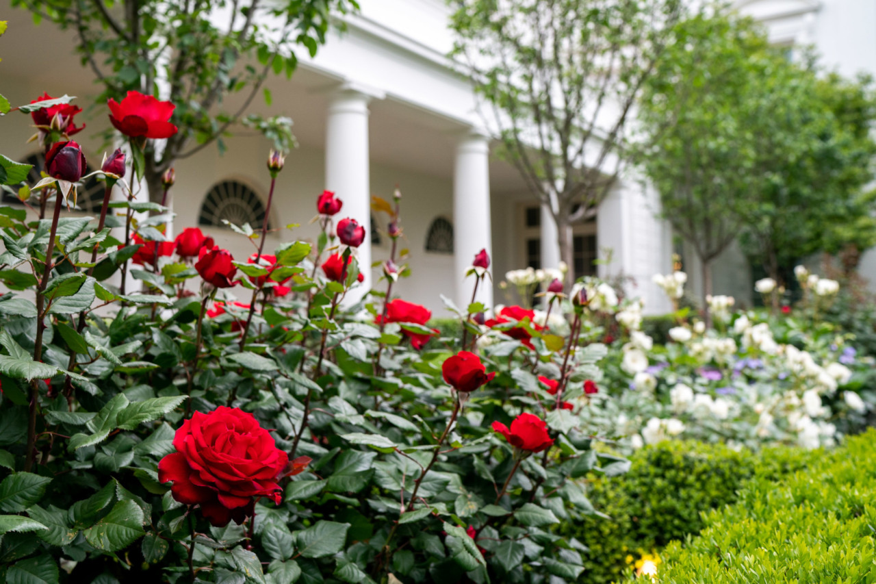 White House Rose Garden