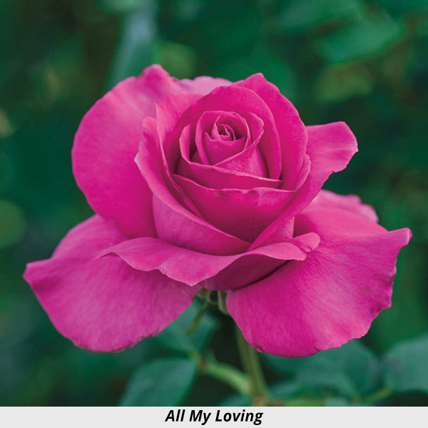 Week's Rose: All My Loving