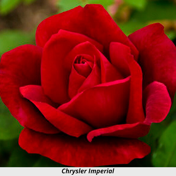 Week's Rose: Chrysler Imperial