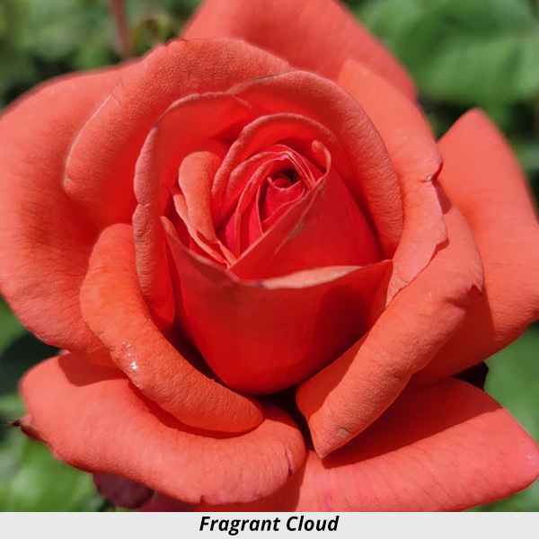 Week's Rose: Fragrant Cloud